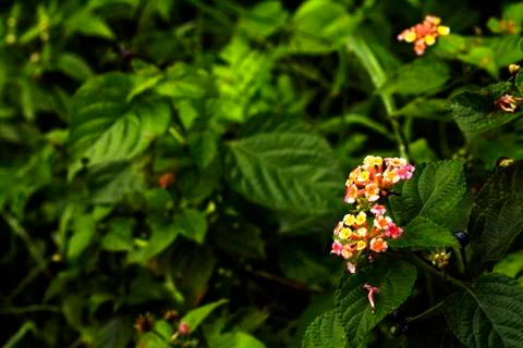 Bunch of flowers Stock Photos