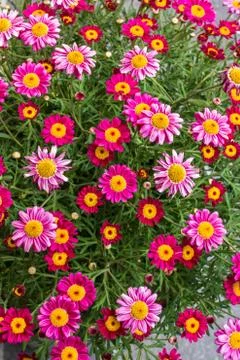 Bunch of flowers Stock Photos
