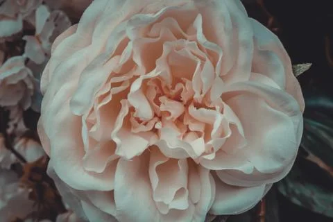 Bunch of flowers Stock Photos