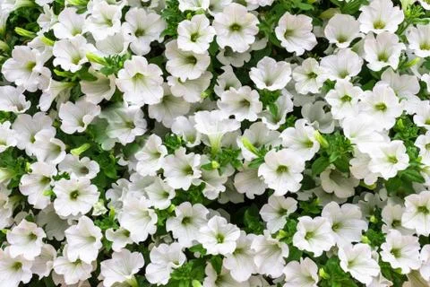 Bunch of flowers Stock Photos
