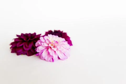 Bunch of flowers Stock Photos
