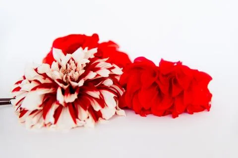 Bunch of flowers Stock Photos