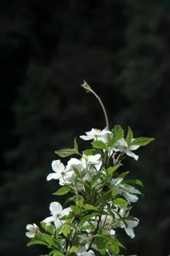 Bunch of Flowers Stock Photos