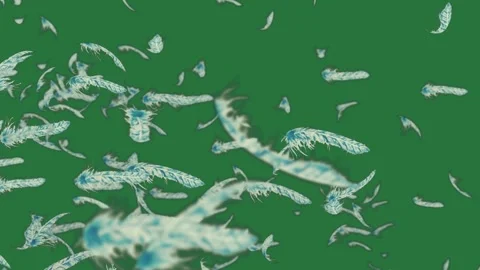 A bunch of flying birds on green screen and blue feathers in the air Stock Footage 335697004