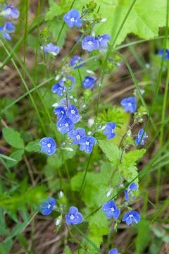 A bunch of forget me nots. Blue flowers in summer. Stock Photos