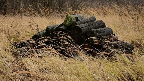 Bunch of forgotten logs among the grass Stock Footage 119215941