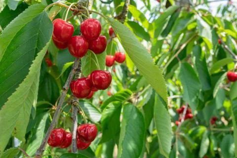 Bunch of Fresh and Ripe Cherries on Tree Stock Photos