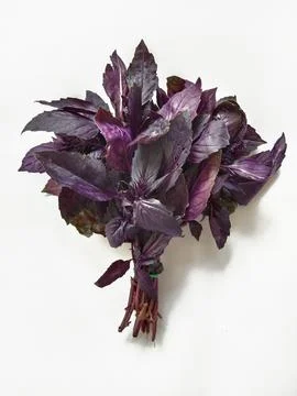 Bunch of fresh aromatic basil on a white background Stock Photos