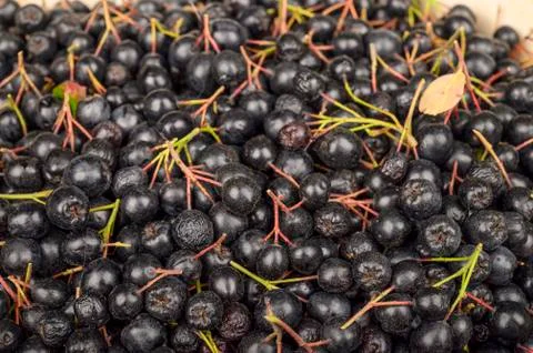 A bunch of fresh Aronia to use as a background image or texture Stock Photos