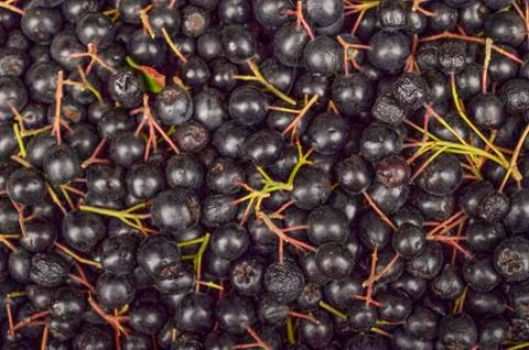 A bunch of fresh Aronia to use as a background image or texture Stock Photos