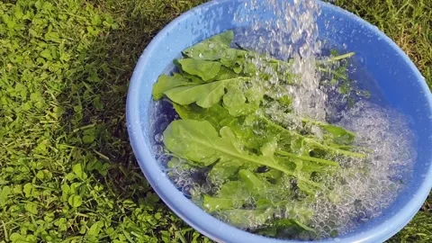 Bunch of fresh arugula under a stream of water. Salad greens washing in basin. Stock Footage 163193615
