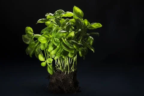 Bunch of fresh basil with soil attached Stock Photos