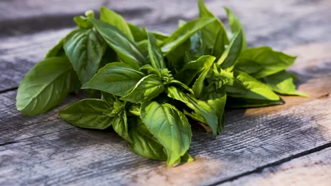 Bunch of fresh basilic in sunlight with moving shadows Stock Footage 139160646