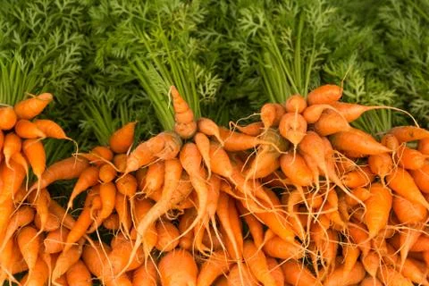 Bunch of fresh carrots Stock Photos