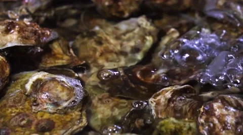 Bunch of fresh-caught ocean shellfish or oysters in water. Jimbaran Stock Footage 69010841