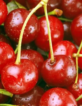 Bunch of fresh cherries Foto stock