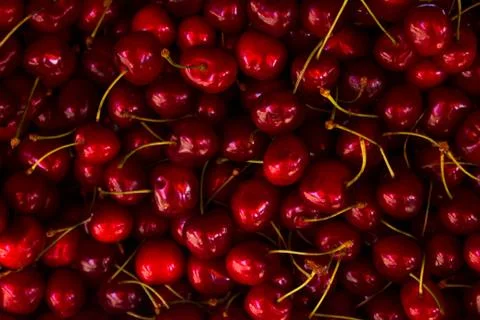 Bunch of fresh cherries Stock Photos