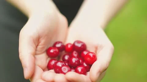 Bunch of fresh cherry in hands Stock Footage 11985876