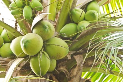 Bunch of fresh coconut Stock Photos