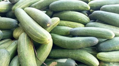 A bunch of fresh cucumbers Stock-Fotos