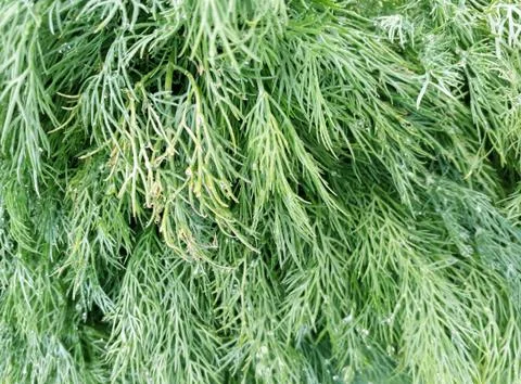 A bunch of fresh dill close up Stock Photos
