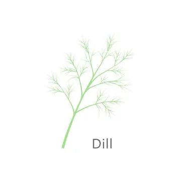 Bunch of fresh dill isolated on white background. Vector illustration. Stock Illustration