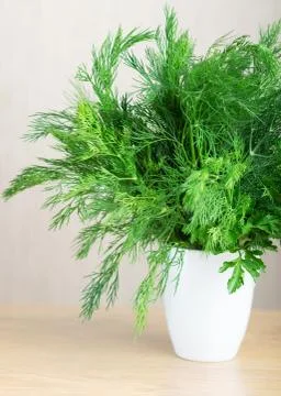 Bunch fresh dill Stock Photos