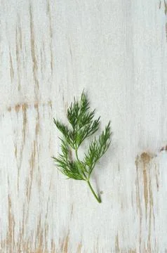 Bunch of fresh  dill Stock Photos
