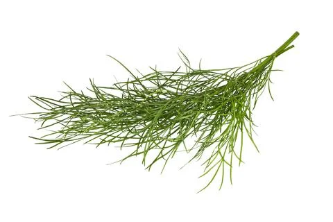Bunch of fresh  dill Stock Photos