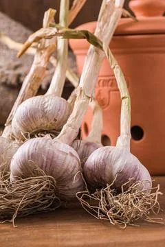 Bunch of fresh garlic on the table Stock Photos