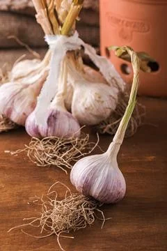 Bunch of fresh garlic on the table Fotos de archivo