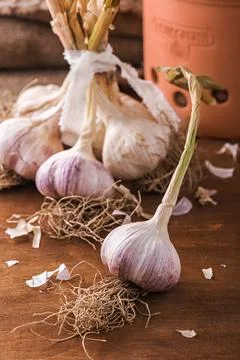 Bunch of fresh garlic on the table Stock Photos