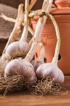 Bunch of fresh garlic on the table 库存照片