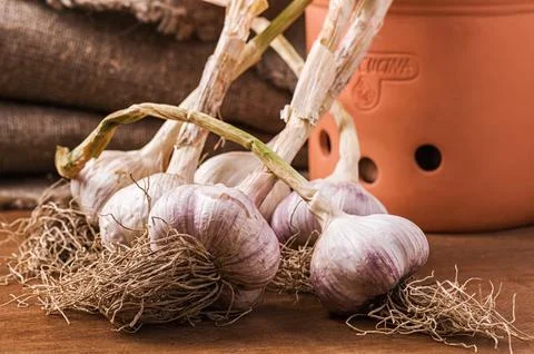Bunch of fresh garlic on the table Fotos de archivo