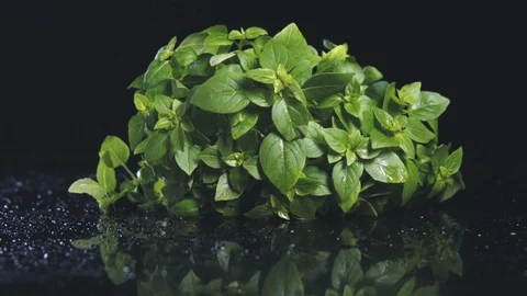 A bunch of fresh green basil on a black background around water droplets. Stock Footage 112645010