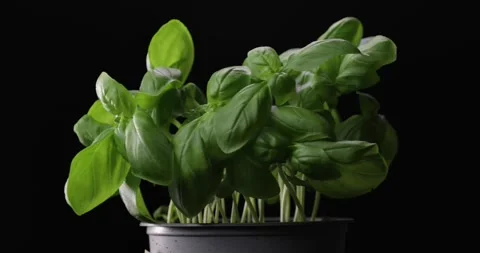 Bunch of fresh green basil rotating over black background. Video stock 287773260