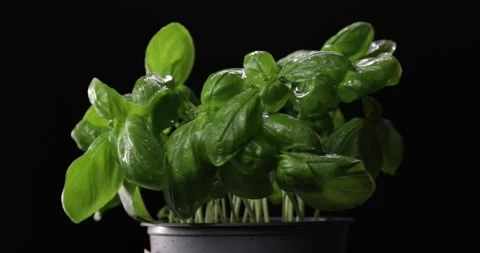 Bunch of fresh green basil rotating over black background. Stock Footage 287773273