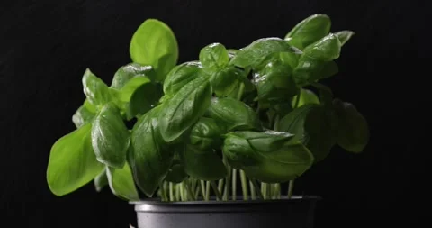Bunch of fresh green basil rotating over black background. Stock Footage 287773276