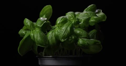 Bunch of fresh green basil rotating over black background. Stock Footage 287773335