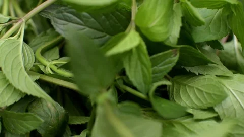 A bunch of fresh green mint in close-up Stock Footage 289941225