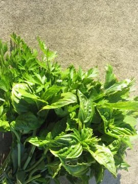 Bunch of fresh herbs Stock Photos