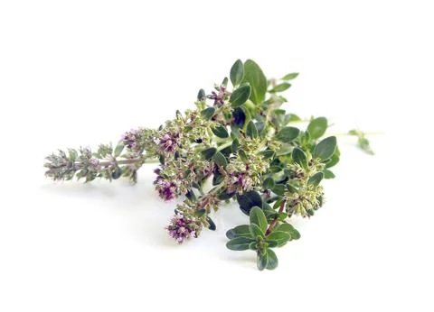 Bunch of fresh herbs thyme ( Thymus serpyllum ) on white background Stock Photos