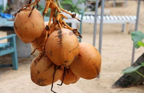 Bunch of fresh king coconuts hanging from a rope Stock Photos