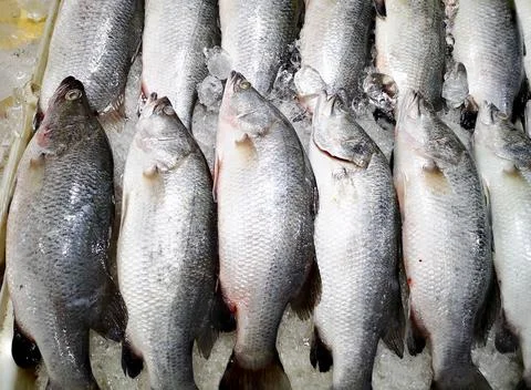 Bunch of fresh Lates calcarifer or snapper fish, Silver perch fish on ice. Stock Photos