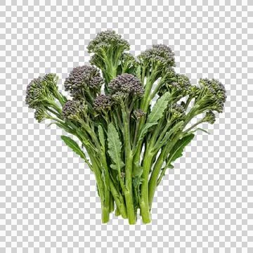Bunch of fresh long stem broccoli isolated on a transparent background. 스톡 사진