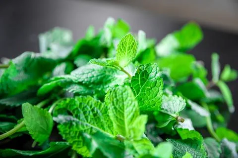 Bunch of fresh mint Stock Photos