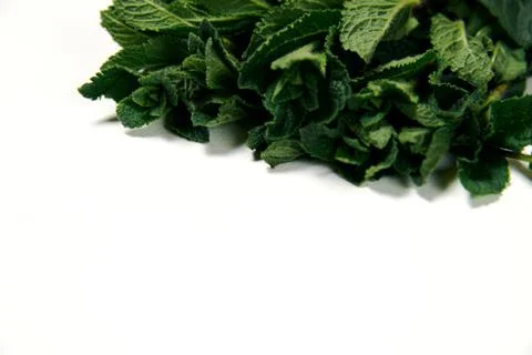 Bunch of fresh mint on a white background Stock Photos