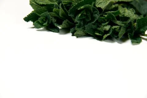Bunch of fresh mint on a white background with copy space Stock Photos