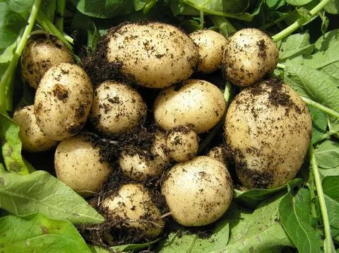 A bunch of fresh new potatoes Stock Photos