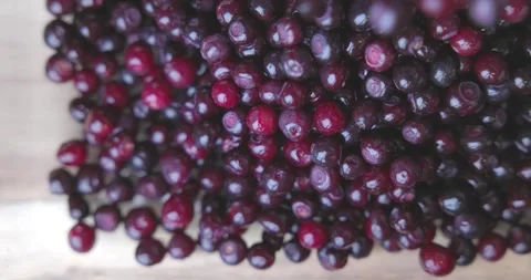 A bunch of fresh picked huckleberries being poured into a glass bowl Stock Footage 288408747
